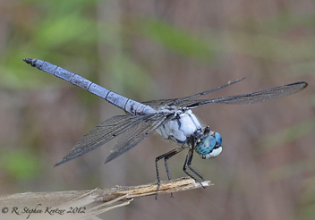 Libellula vibrans, male